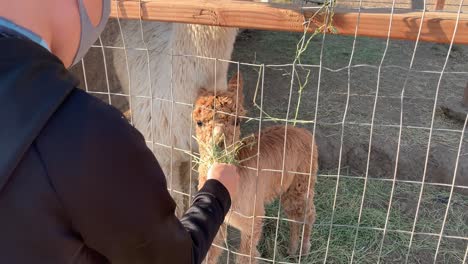 adorable bebé alpaca masticando hojas verdes de alfalfa sostenida por un niño con una máscara