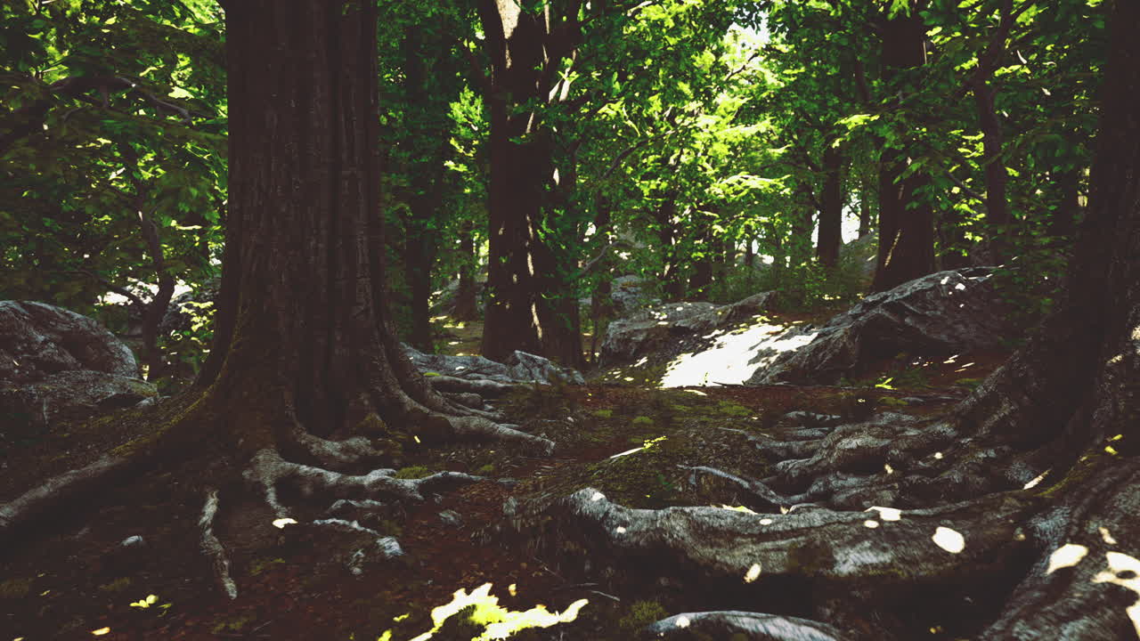 Sunlight filters through dense trees in a serene forest setting