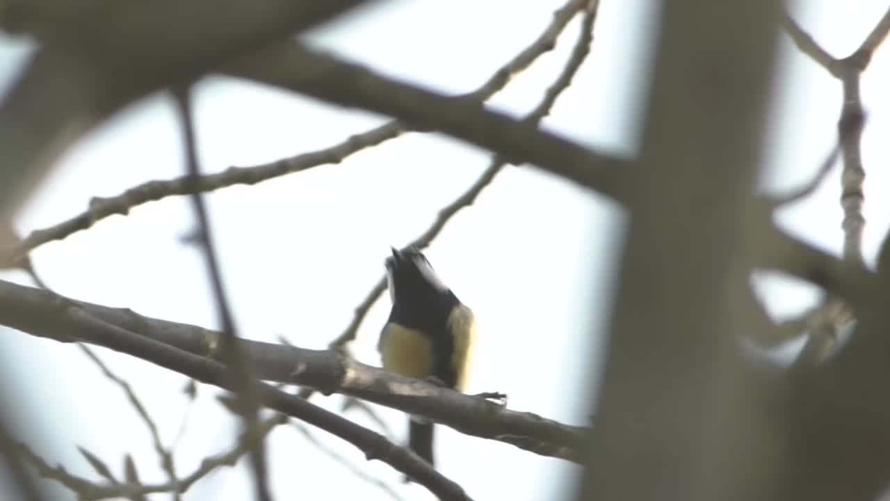A small moment with a blue tit in a tree