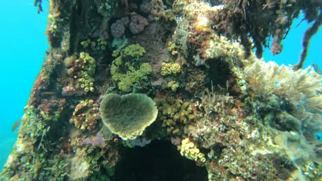 underwater video of japanese shipwreck with many small reef fish. in amed, bali, indonesia