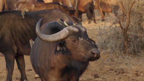 big african buffalo looking straight to camera with cute birds resting over his body, with amazing sunset lighting