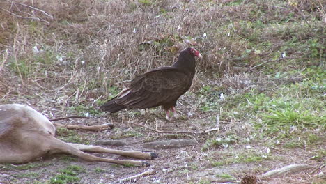 turkey-vultures-eating-a-dead-deer