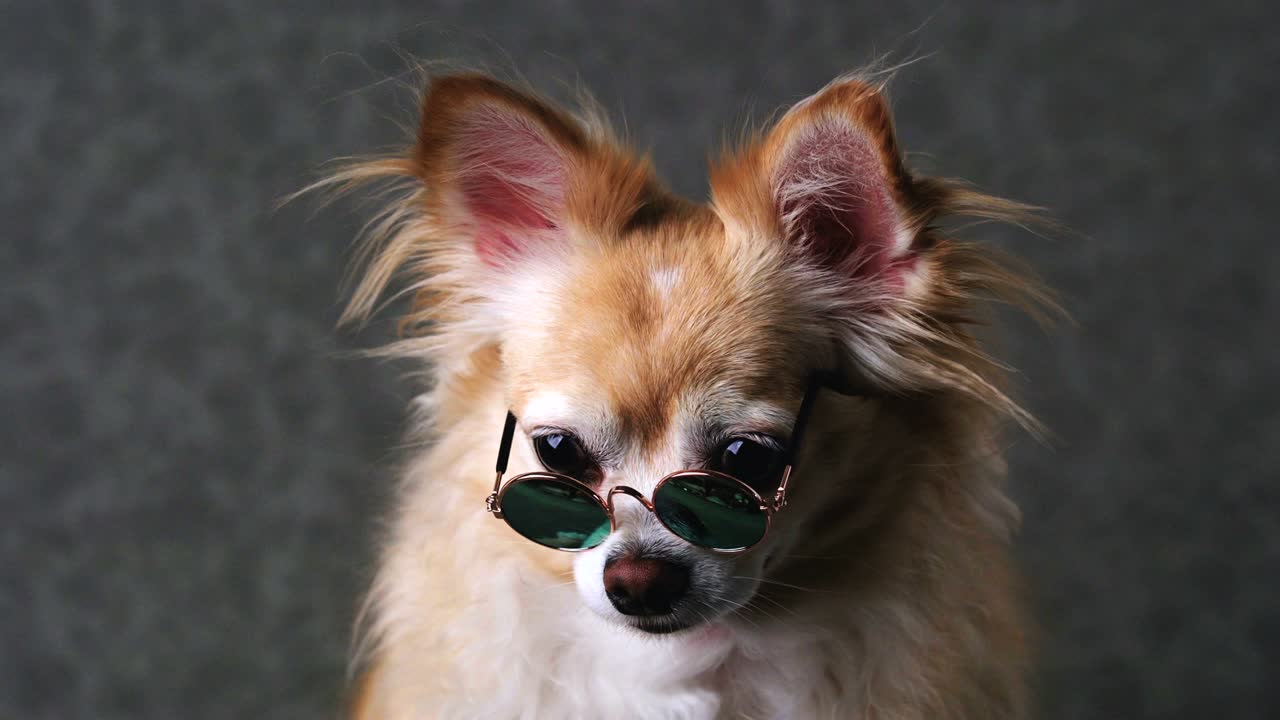 웃긴 치후아와 갈색 개는 회색 가죽 배경으로 선글라스를 착용합니다.