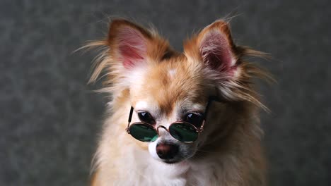 el perro chihuahua marrón gracioso usa gafas de sol con fondo de cuero gris formato 4k