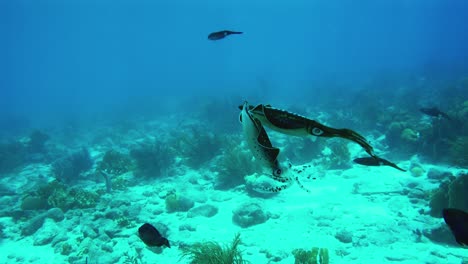 Underwater-shot-of-two-squid-in-love-dance-in-the-beautiful-Caribbean-Sea