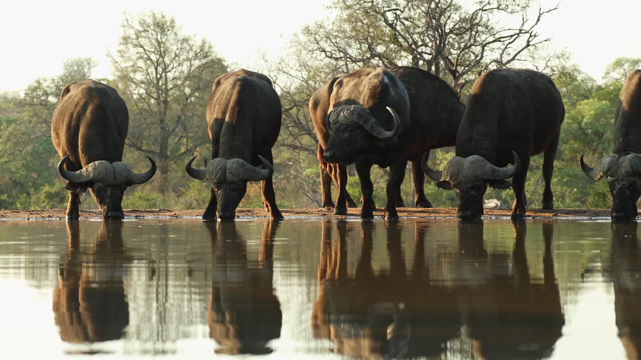Wide shot of a group of male Cape buffaloes standing still and drinking at a waterhole, Greater Kruger