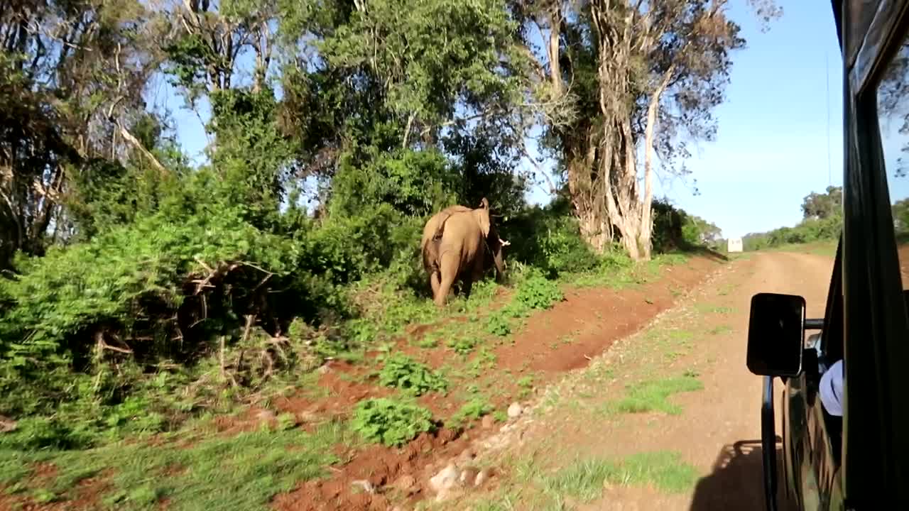 Solitario elefante africano maschio che scappa dall'auto 4x4 da safari in Kenya
