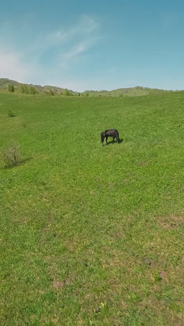 sorrel and dark brown horses graze on field grass in calm valley on sunny day first point view. equine farm animals walk in wild mountain valley slow motion