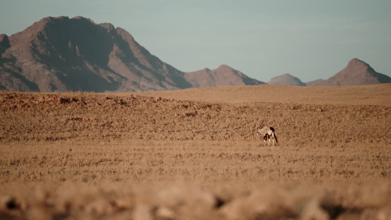 Oryx in the Namibian Desert