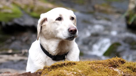 el labrador blanco hambriento sonríe mientras el arroyo de la montaña fluye en cámara lenta en el fondo