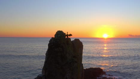 silhouette of seabird flapping wings on top of cathedral rocks during sunset in kiama, nsw, australia