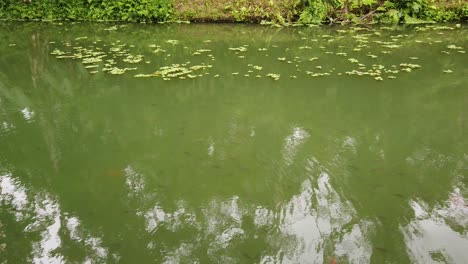 turquoise large pond water panoramic with koi golden, black fishes lotus leaves and surrounding greenery