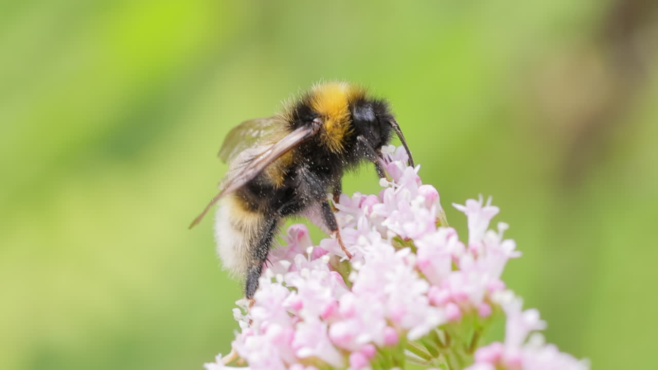 Bumblebee collects flower nectar at sunny day. Bumble bee in macro shot in slow motion.