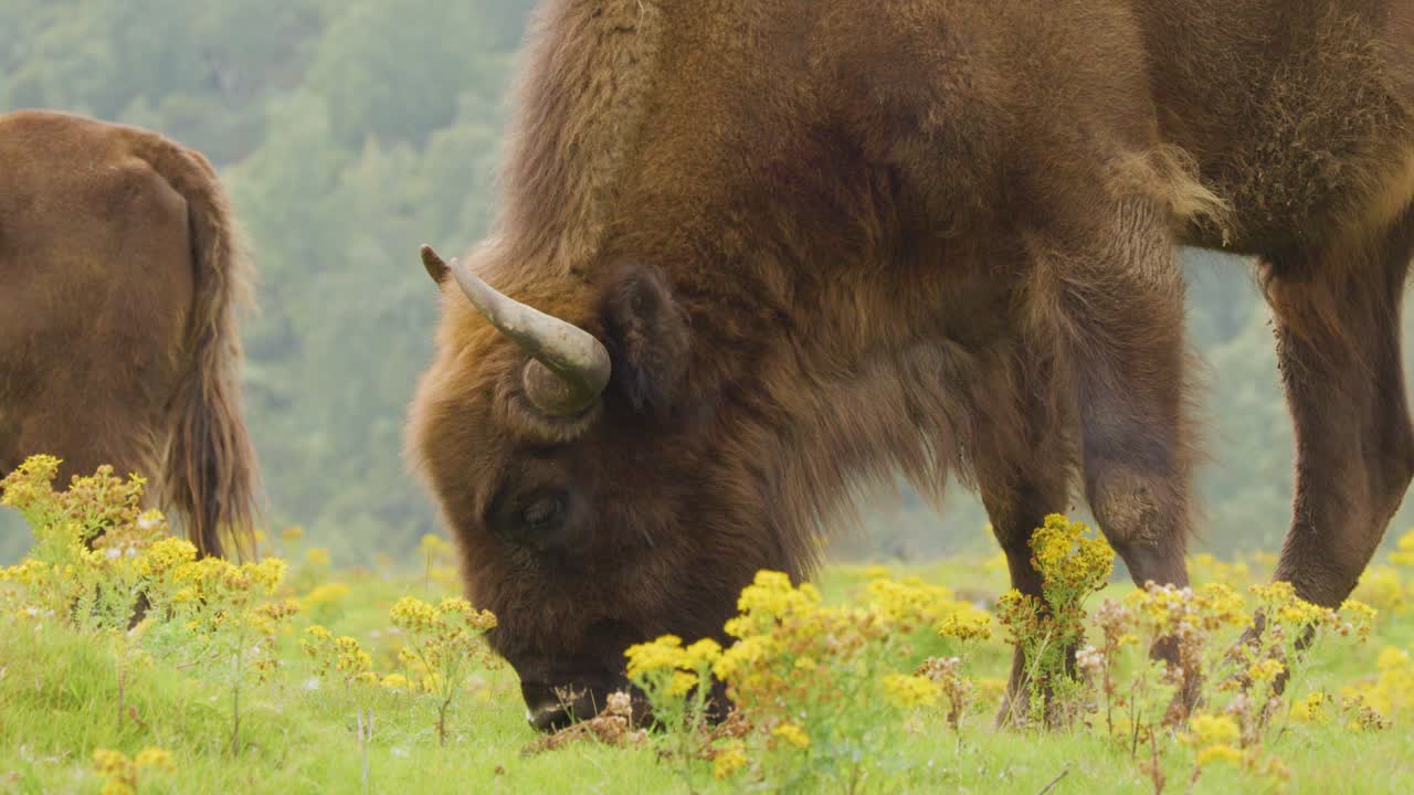 Two American bison graze calmly in a lush meadow filled with yellow wildflowers, captured in soft natural daylight with a steady, medium shot