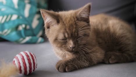 sweet brown kitten falling asleep next to a toy, moving its eyes and ears