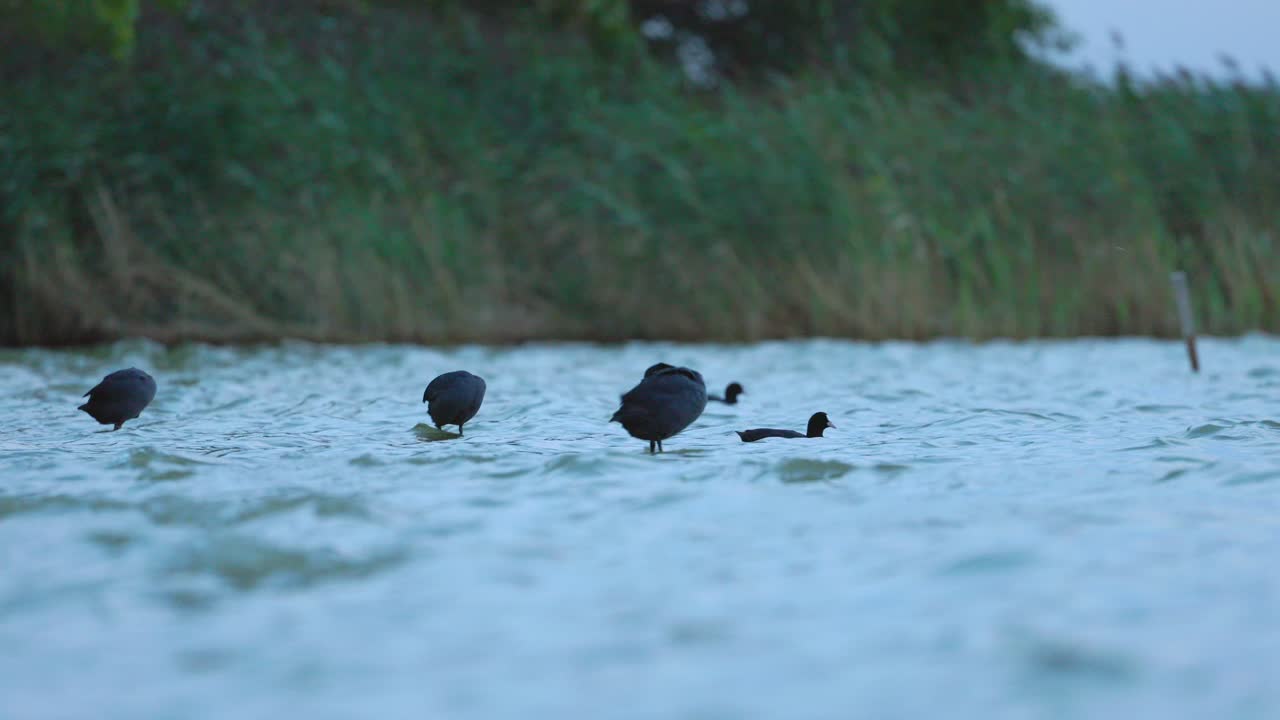 bandada de peluches con plumas negras, a través del agua, se inclinan suavemente