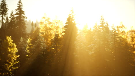 paisaje de otoño con bosque amarillo de montaña