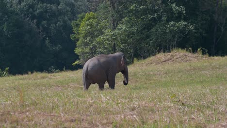 Eine-Person,-Die-An-Einem-Heißen-Nachmittag-Nach-Rechts-Geht,-Indischer-Elefant-Elephas-Maximus-Indicus,-Thailand