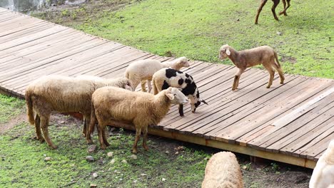 flock of sheep traversing a narrow bridge