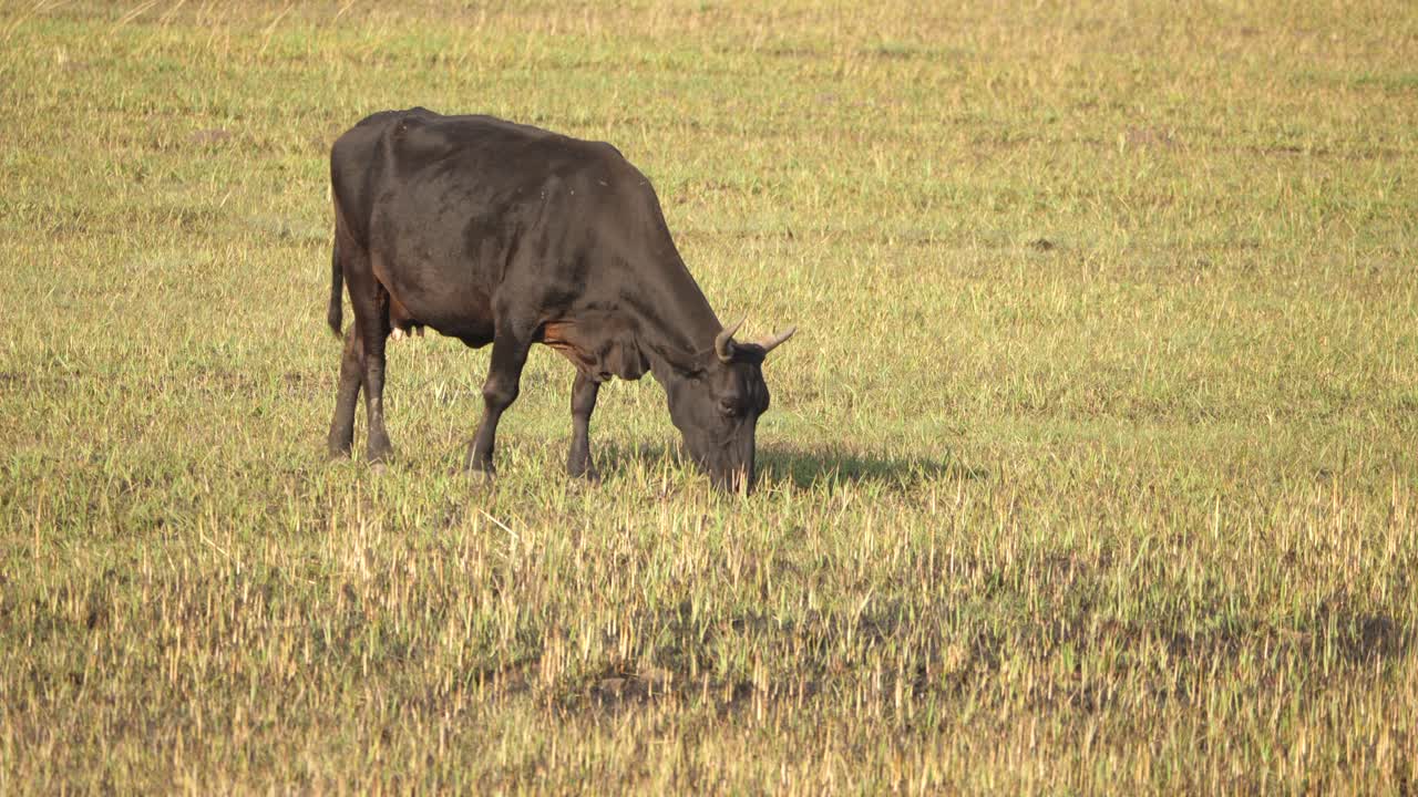 vaca negra con cuernos pastando en la hierba en un campo abierto, tiro de longitud completa
