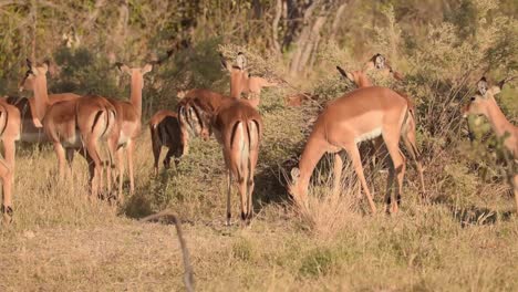 escuchado de impalas vigilando por el peligro en la sabana africana