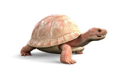 el ciclo de caminata de la tortuga albina.