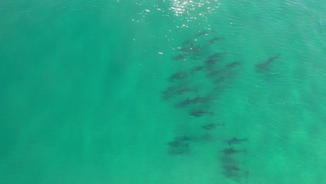 Luftaufnahme-Einer-Delfingruppe,-Die-Sanft-Im-Kristallklaren-Wasser-Des-Pazifischen-Ozeans-Schwimmt