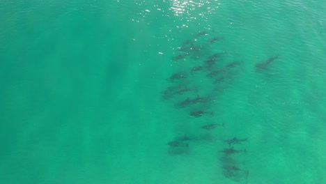vista aérea de una manada de delfines nadando suavemente en las aguas cristalinas del océano pacífico