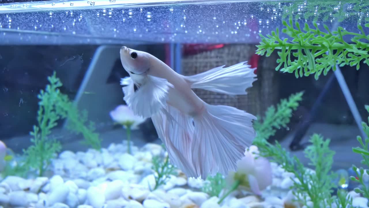 pez betta único típico en un acuario