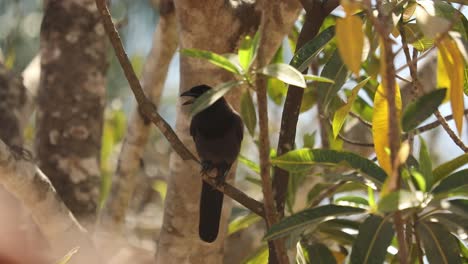 A-Chopi-Blackbird-tries-to-open-a-nut-while-perched-on-a-tree-in-Brazil's-Pantanal