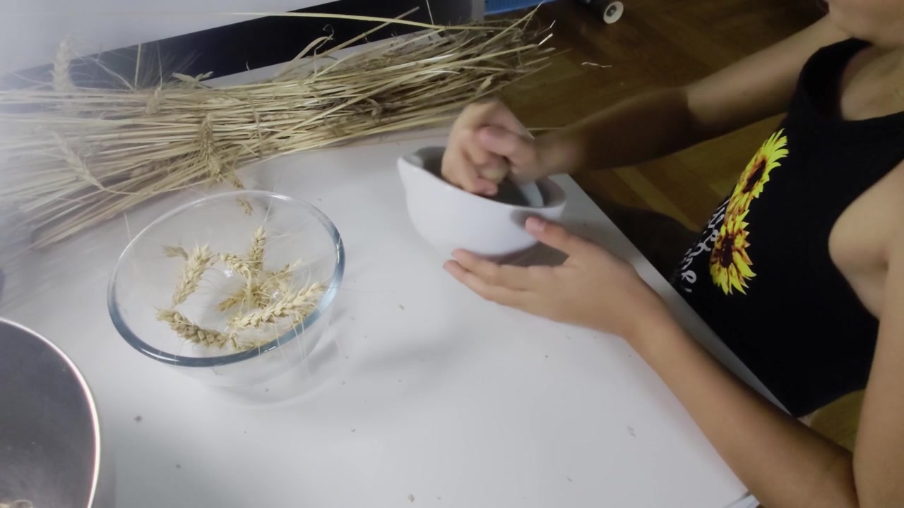 Una ripresa media dall'alto mostra un bambino che tiene in mano un mortaio di ceramica e macina chicchi di grano con un pestello, accanto a fasci di grano grezzo su una scrivania bianca, durante una lezione di agricoltura della scuola Waldorf di terza elementare.