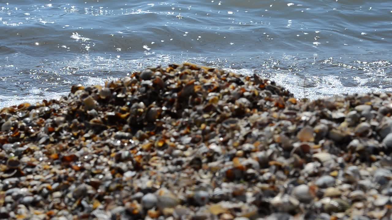 Acqua e mare. Spiaggia di conchiglie.