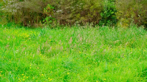 hierba verde en el día ventoso