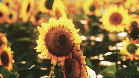close up de girasoles en un campo
