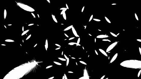 plumas blancas partículas en vuelo gráficos de movimiento