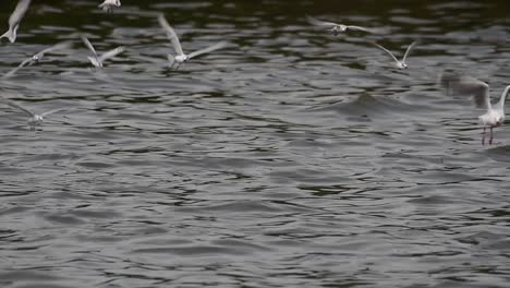 Terns-and-Gulls-Skimming-for-Food-are-migratory-seabirds-to-Thailand,-flying-around-in-circles,-taking-turns-to-skim-for-food-floating-on-the-sea-at-Bangpu-Recreational-Center-wharf