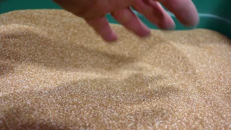 semilla de pasto selam teff para ser utilizada como cultivo de cobertura, vendida por una pequeña empresa que vende y exporta semillas a agricultores preocupados por la salud del suelo
