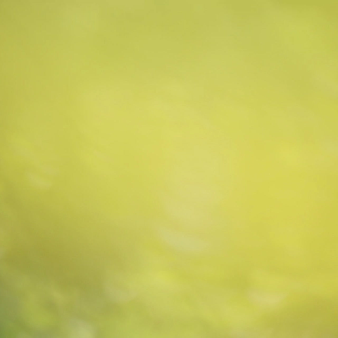 Wedding decor, decor in the trees, flowers in cages