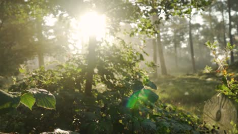 Sunny-foggy-forest-background-during-dazzling-sunrise-with-sunbeams-Iridescence-flashing-through-green-leaves-and-a-spider-web