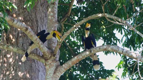 Great-Hornbill-Buceros-bicornis-two-individuals-perched-while-the-one-on-the-left-moves-its-head-down-and-up,-the-other-looks-around,-Khao-Yai-National-Park,-Thailand