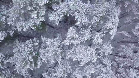 bellas imágenes aéreas de árboles cubiertos de nieve, caída de nieve ligera, bosque de pinos de bosques nórdicos, costa del mar báltico, tiro de carro de drones de ojo de pájaro moviéndose hacia la izquierda