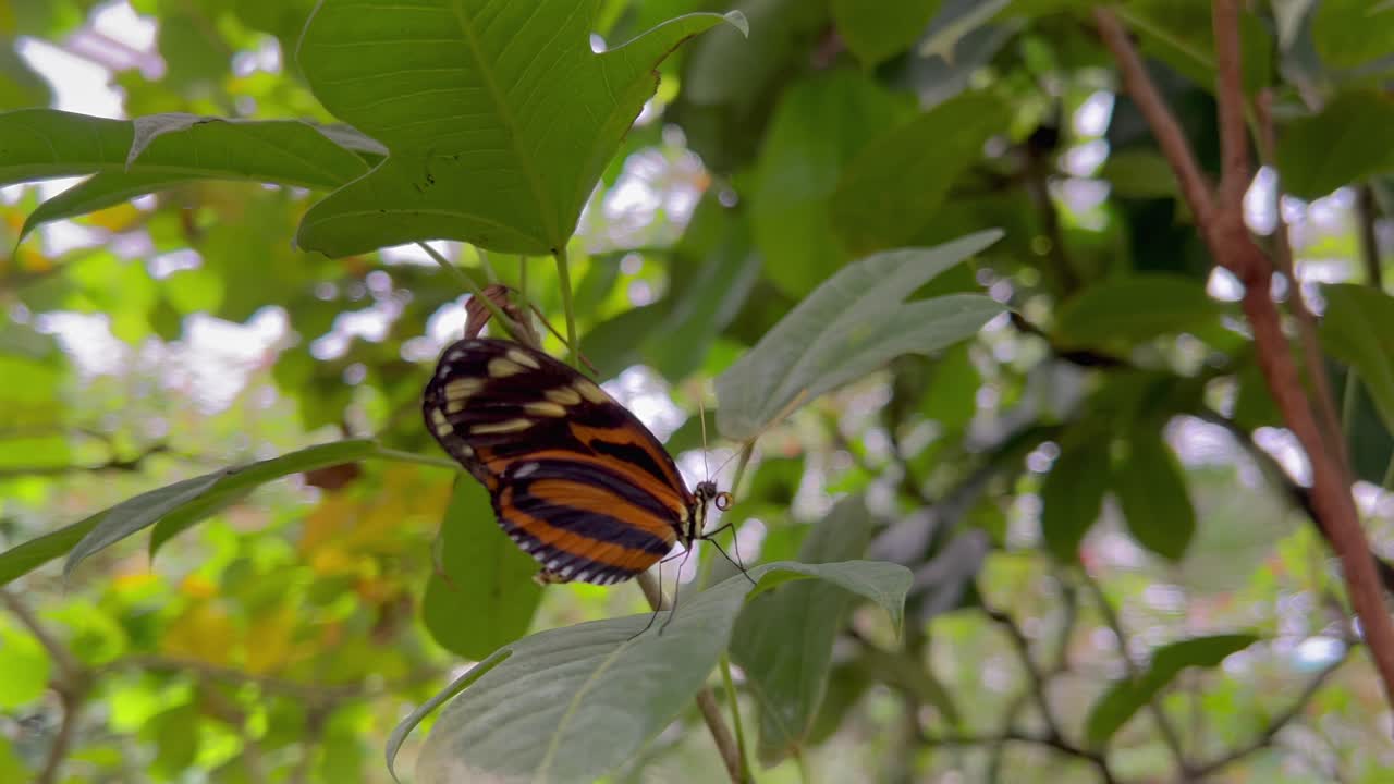 una mariposa con un patrón especial se sienta en una planta