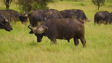 a herd of african buffalo grazes on a green meadow in the african savannah on the grass surrounded by green trees