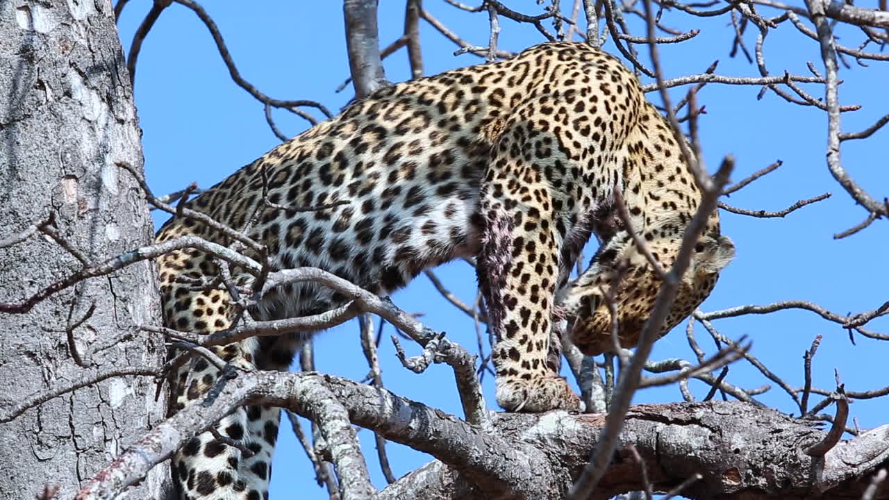leopardo en un árbol lamiendo una pierna herida después de una cacería