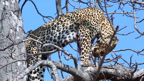 leopard in a tree licking an injured leg after a hunt