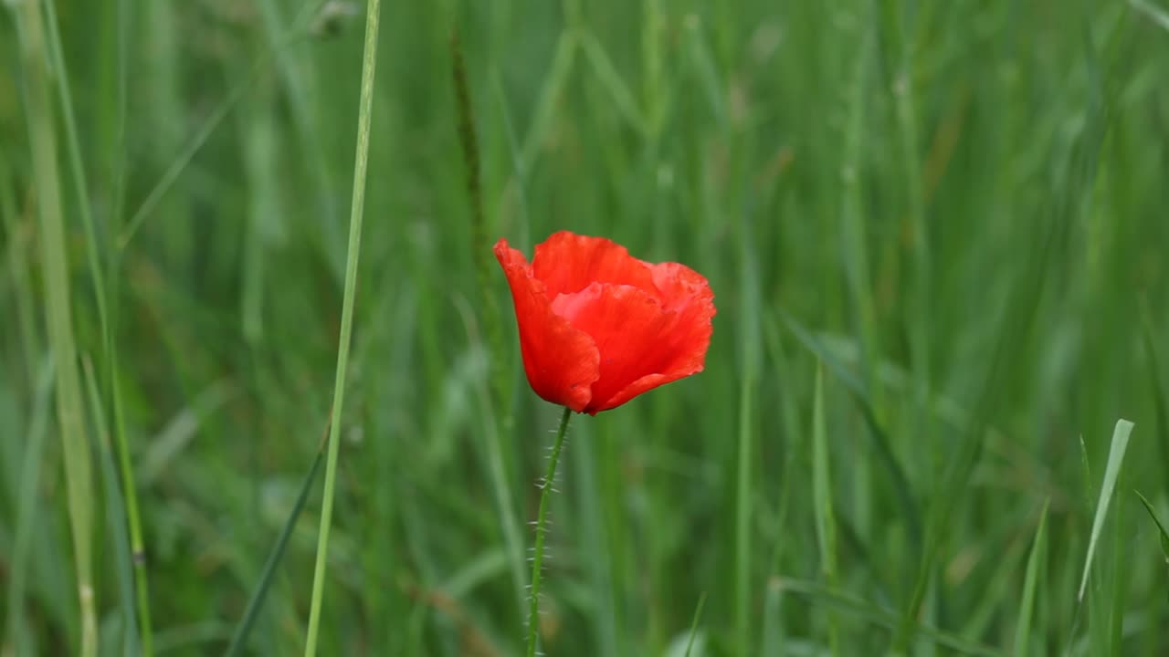 A single Red Poppy flowering amongst grasses in late Summer. UK