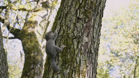 Tilt-down-shot-of-protected-animal-forest-dormouse-relaxing-on-the-tree-in-european-forest-during-the-day