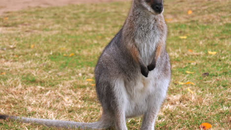 Rotes-Riesenkänguru-Steht-Wachsam-Auf-Einem-Feld,-Blickt-In-Die-Kamera,-Aufnahme-Von-Aufsteigendem-Sockel