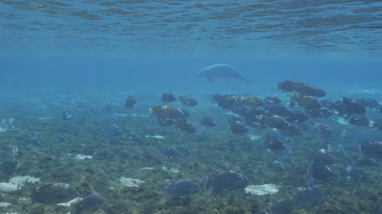 la escuela de peces de branquias azules revela un manatí solitario nadando en el agua natural de manantial en los manantiales de florida.