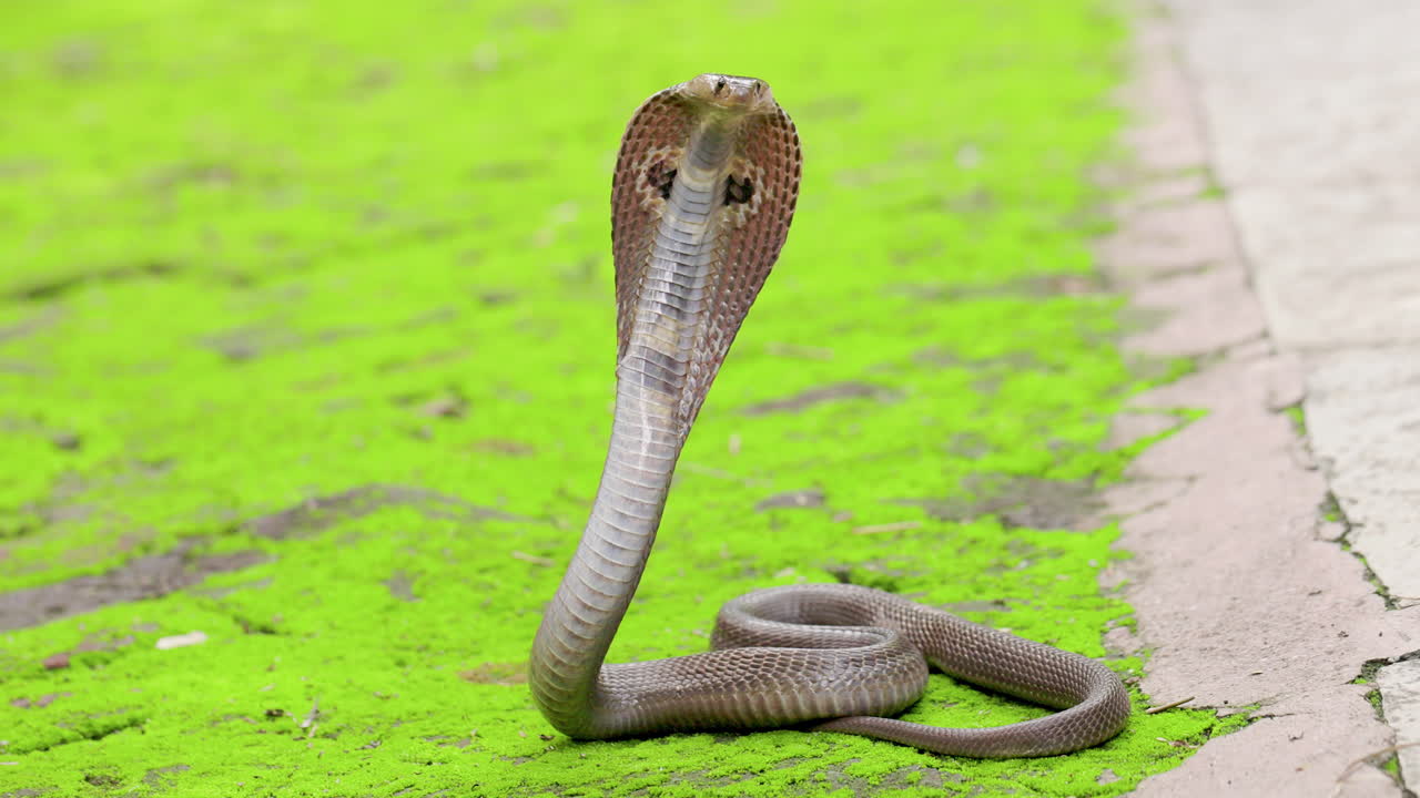 disparo ancho peligroso indio gafas cobra serpiente venenosa con su capucha para atacar el verde aislado